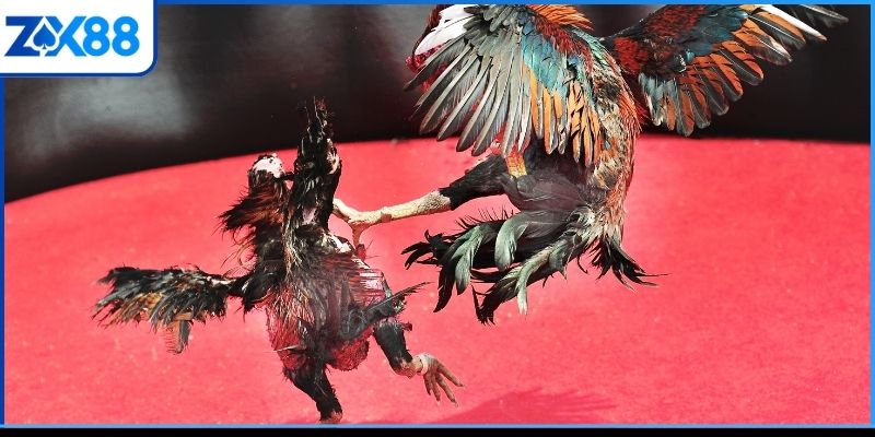 Cẩm nang cá cược chọi kê hiệu quả nhất