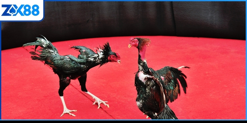 Những điều cần tránh trong thủ thuật đá gà Mỹ