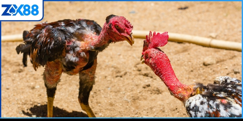 Thủ thuật đá gà Mỹ là ghi chép thành tích thi đấu