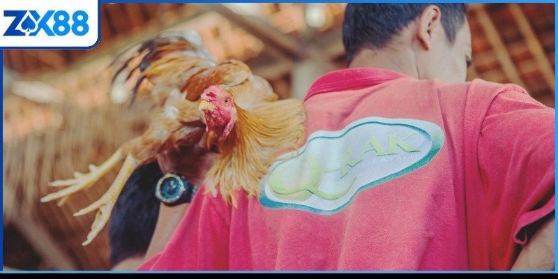 Thủ thuật đá gà Philippines cực chi tiết Thủ thuật đá gà Philippines cực chi tiết