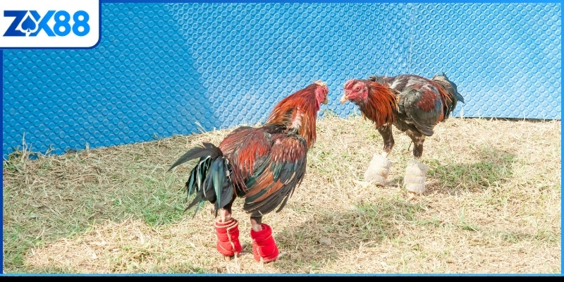 Thủ thuật đá gà Philippines và các giống chiến kê Thủ thuật đá gà Philippines và các giống chiến kê