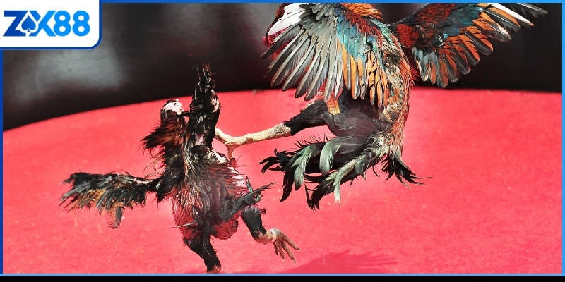 Thủ thuật đá gà Philippines và thông tin sơ bộ Thủ thuật đá gà Philippines và thông tin sơ bộ