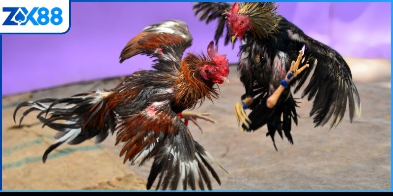 Tổng quan về sân chơi đá gà ZX88